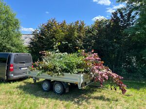 IMG 2025 06 20 150218 mec gartenarbeit